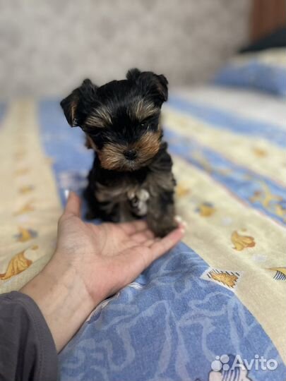 Щенки йорка