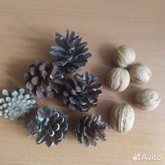 Продам шишки и орешки