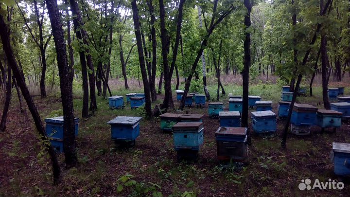 Продам сушь,ульетару, инвентарь