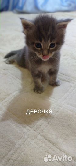 Котята мейн-кун