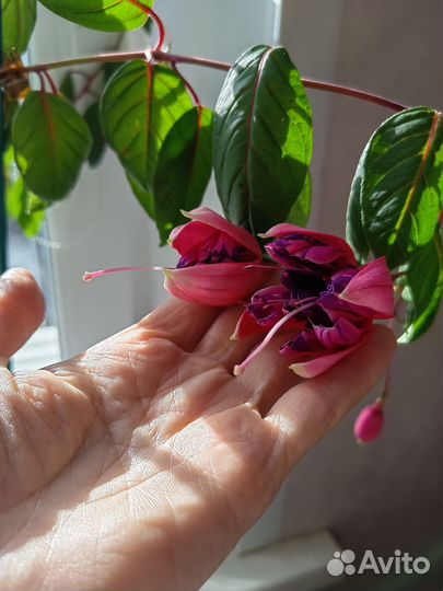 Комнатные растения цветы