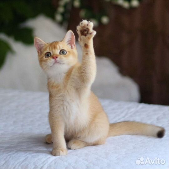 Золотые котята мальчики и девочки