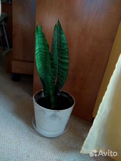 Аглаонема, Пеперомия, Сансевьерия, Хавортия