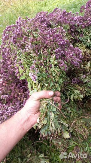 Трава душица