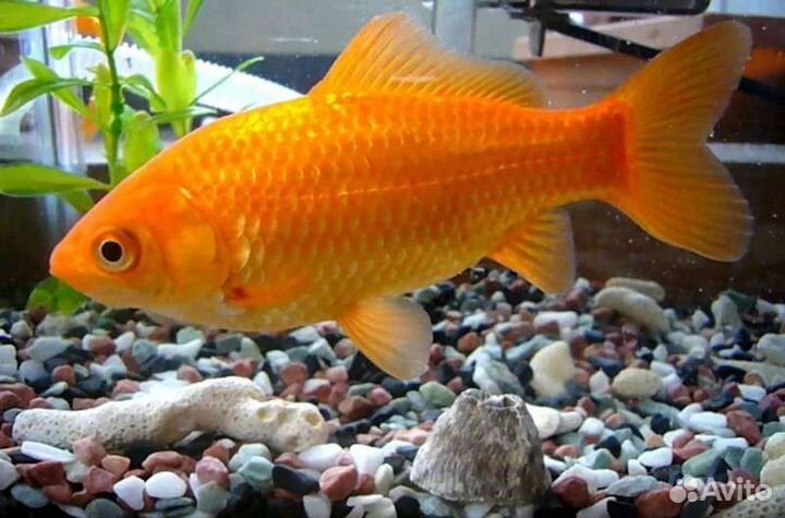 Золотая рыбка,Комета