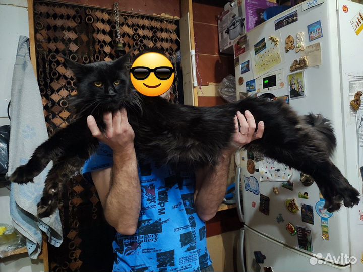 Мейн-кун на вязку