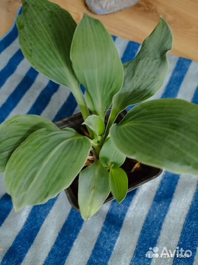 Хоста голубая