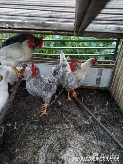 Петухи 6 месяцев