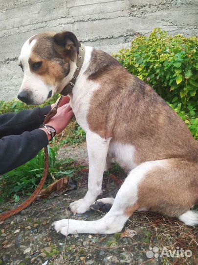 Марта ищет дом