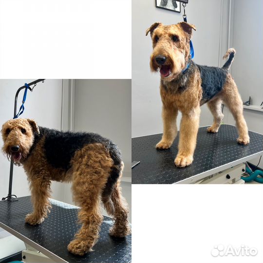 Тримминг джек-рассел и жесткошерстных собак