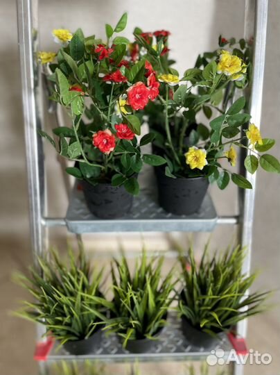 Цветы для интерьера