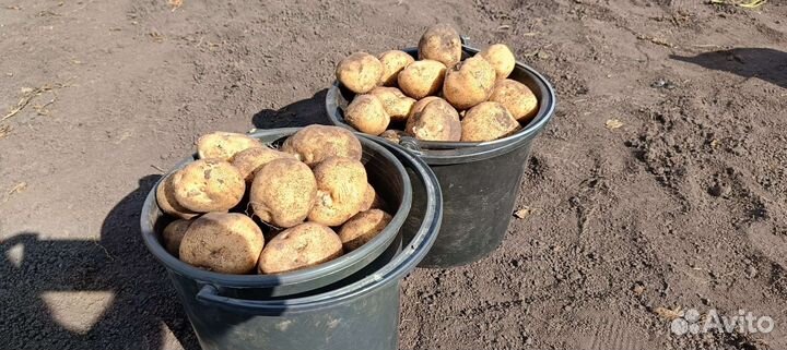 Продам картофель