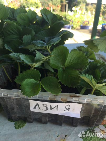 Рассада клубники,сорт Азия Избранница