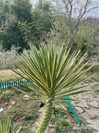 Юкка Вариегата