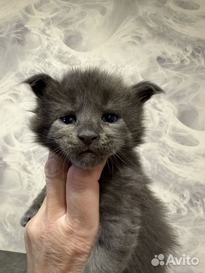 Котята породы Мейн-кун