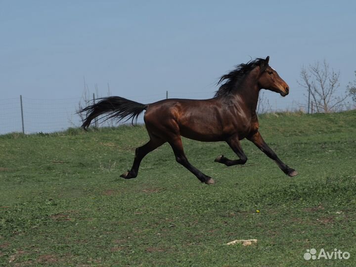 Постой лошадей