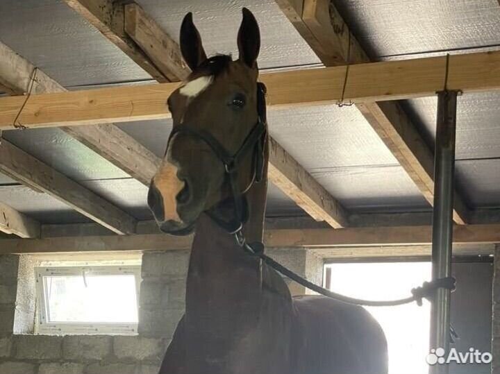 Ахалтекинский жеребец