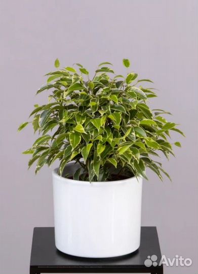 Фикус бенджамина пестролистный