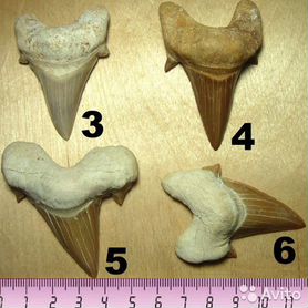 Зубы акул Otodus, Мегалодон, Squalicorax, копролит