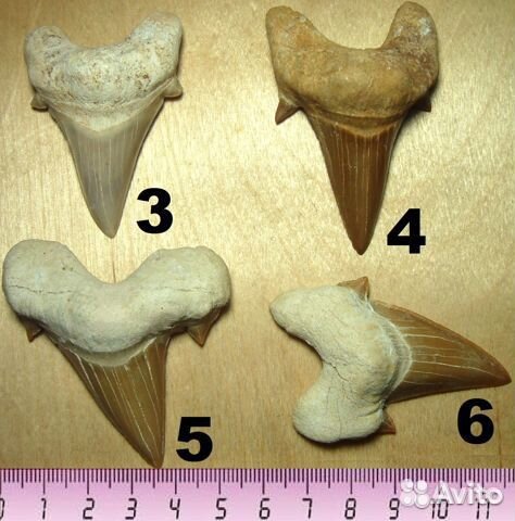 Зубы Otodus, Мегалодон, Squalicorax, копролиты