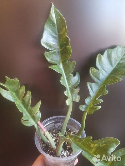 Филодендрон ринг оф фаер