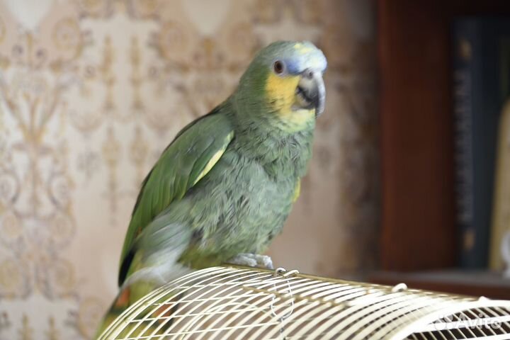 Продам попугая