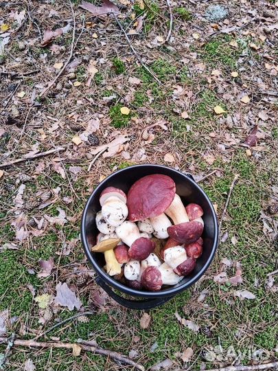 Гриб белый боровой 450 литровая банка