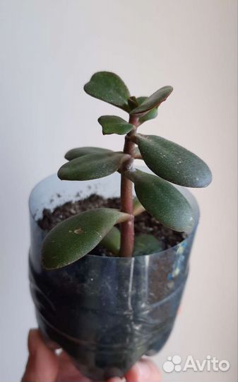 Денежное дерево. Толстянка. Красула. Кактус. Алоэ