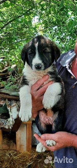 Отдам в добрые руки