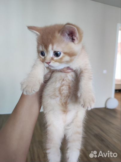 Шотландские котята шиншилла золотая и серебристая