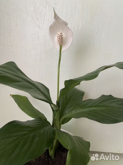 Отличный подарок Цветок Спатифиллум