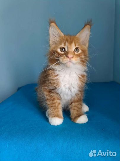 Малыш Мейн-кун