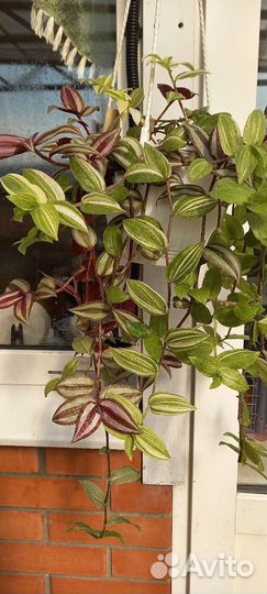 Традисканция