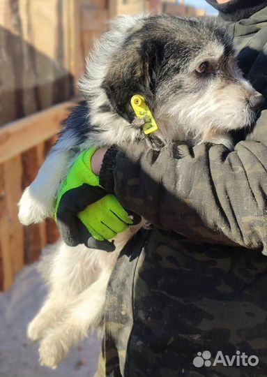 Маленький хорошенький песик