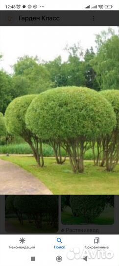 Ива шаровидная