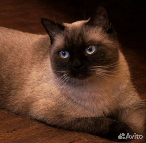 Передержка для Вашего котика