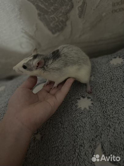 Декоративная крыса дамбо