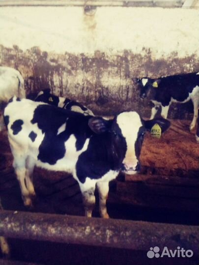 Телята бычки на откорм бесплатная доставка