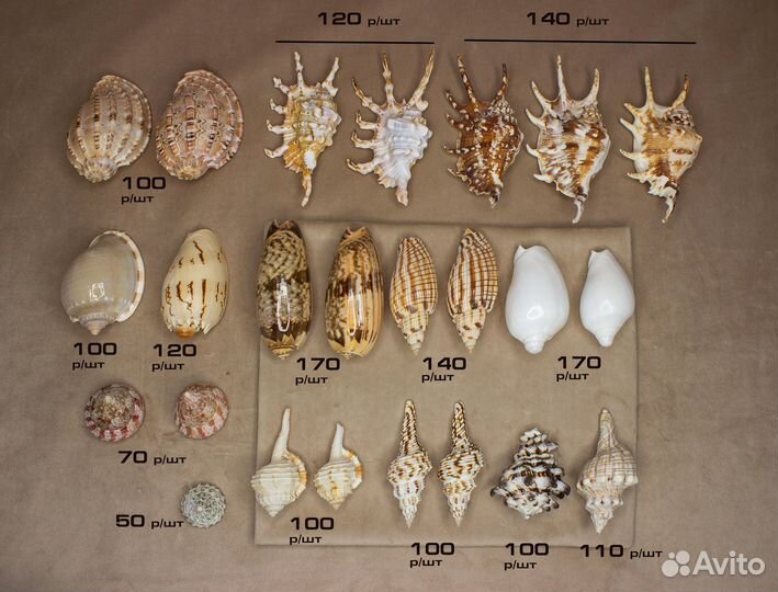 Морские ракушки разные 50-170р/шт