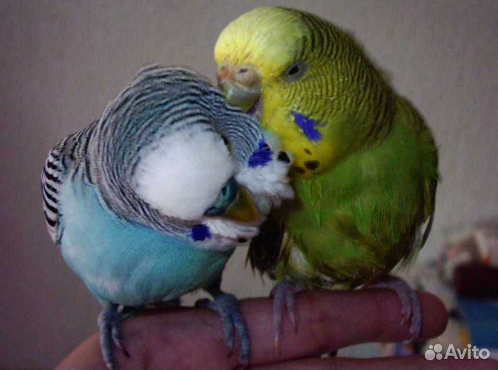 Волнистые попугаи