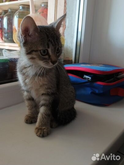 Котенок в добрые руки