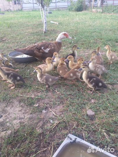 Утка с утятами