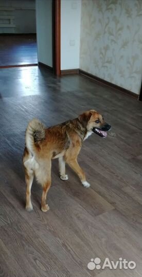 Собака в добрые руки отдам бесплатно