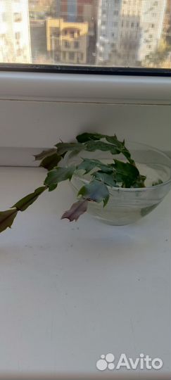 Декабрист шлюмбергера