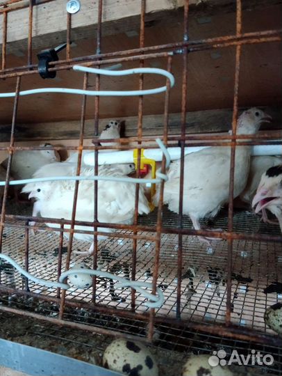 Перепелиные яйца,яйца перепелов