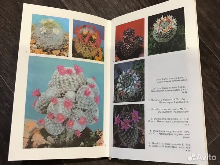 Книга «Кактусы» Борисенко Т.И