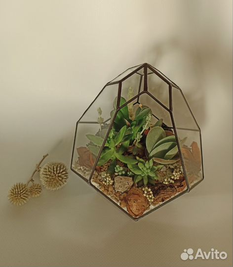 Флорариум с суккулентами в подарочной упаковке