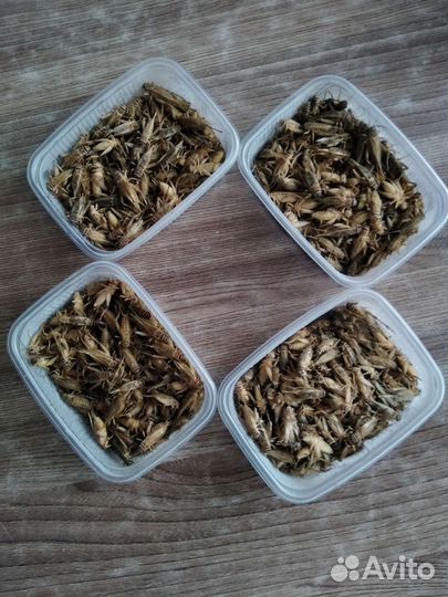 Замороженные домовые сверчки (кормовые насекомые)