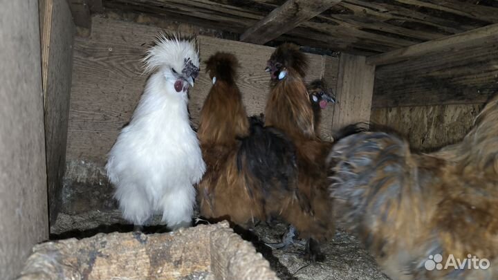 Китайки шелковые