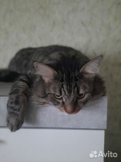 Кот в добрые руки